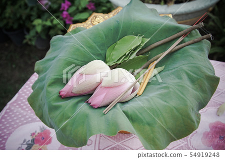 The lotus flower is ordained for the monk. The lotus flower is ordained for the monk. 54919248