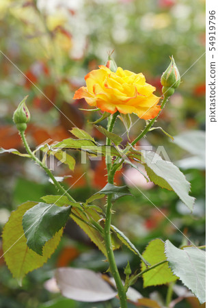 美麗的花朵（玫瑰）有刺 54919796