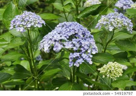 Uz繡球花，可愛的圓形裝飾花...... 1 54919797