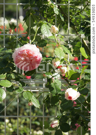 有一個光滑的玫瑰“Pierre de Ronsalle”，帶有金屬柵欄和其他 54919803