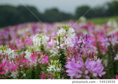 Cleome 54919939