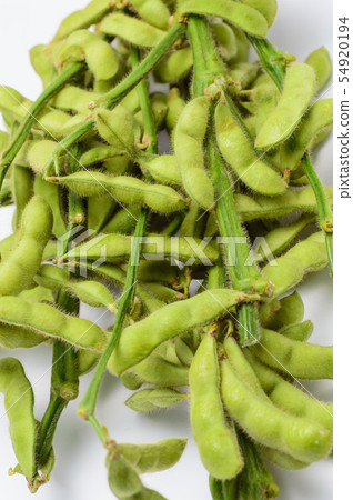 夏天菜用分支綠色大豆 54920194