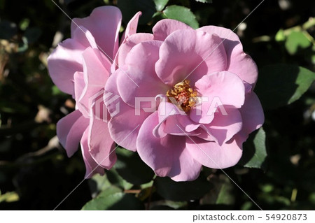 Rose Twilight Tassogare Rose Twilight Tassogare 54920873