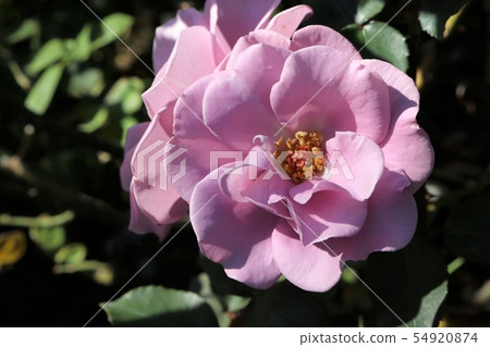 Rose Twilight Tassogare Rose Twilight Tassogare 54920874