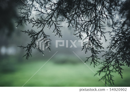 Forest Rain and fog On the Mountain Forest Rain and fog On the Mountain 54920902