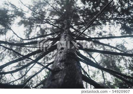 Forest Rain and fog On the Mountain Forest Rain and fog On the Mountain 54920907
