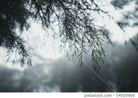 Forest Rain and fog On the Mountain Forest Rain and fog On the Mountain 54920909