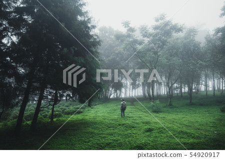 Forest Rain and fog On the Mountain 54920917