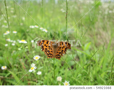Flowers and Butterflies Kitateha 54921088