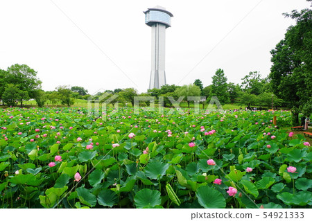 7月Gyoda 22古蓮花村和展望塔 54921333