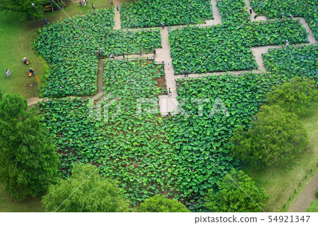 July Gyoda 11 Ancient Lotus's Village, Yukida Lotus 54921347