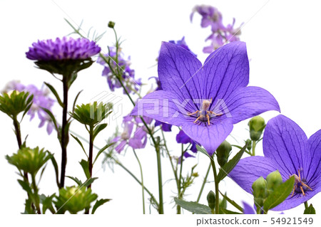 Purple flowers, aster, springflower, prickly pear, flower image material, white background Purple flowers, aster, springflower, prickly pear, flower image material, white background 54921549