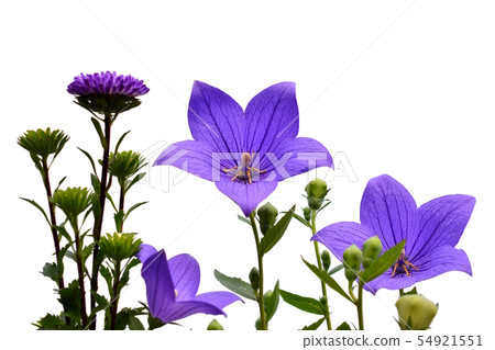 紫色花，翠菊，越桔，花圖像材料，白色背景 54921551