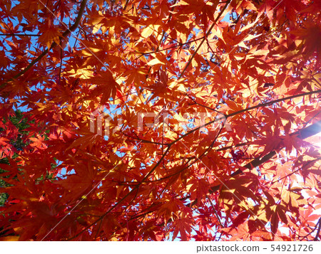 Graduation of autumn leaves 54921726