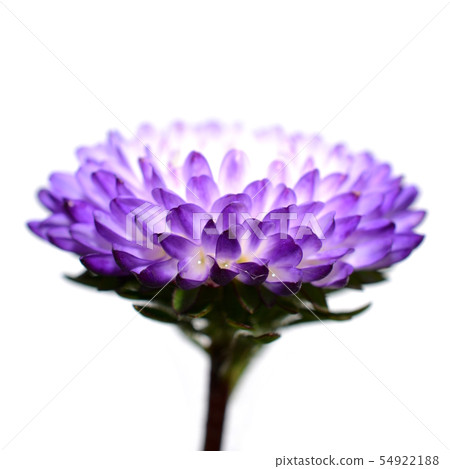 紫色翠菊，花圖像材料，白色背景 54922188