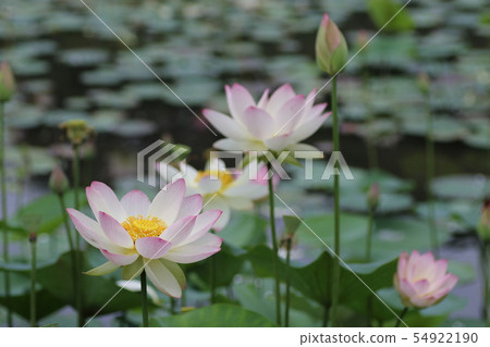A lotus A lotus 54922190