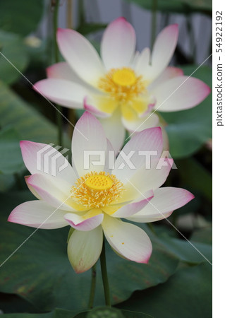 一朵蓮花 一朵蓮花 54922192