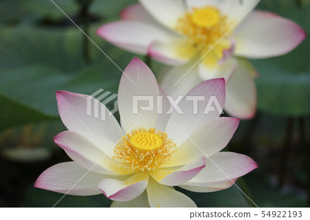 A lotus 54922193