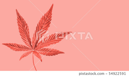 Hemp or cannabis leaf isolated. Top view,  54922591