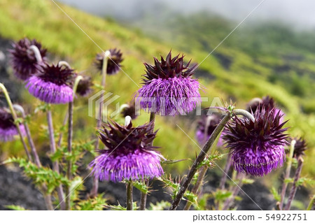 富士山薊山周圍和富士山附近開花的富士薊。 54922751