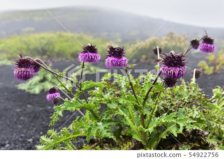 富士山薊山周圍和富士山附近開花的富士薊。 富士山薊山周圍和富士山附近開花的富士薊。 54922756