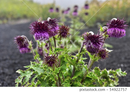 富士山薊山周圍和富士山附近開花的富士薊。 富士山薊山周圍和富士山附近開花的富士薊。 54922757