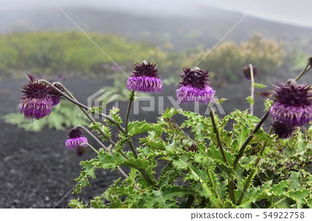 富士山薊山周圍和富士山附近開花的富士薊。 54922758
