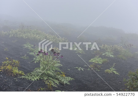 Fuji thistle that blooms around Mt. Fuji Gotenbaguchi mountain trail and around Mt. 54922770
