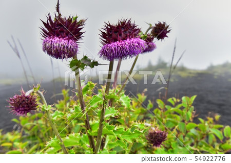 富士山薊山周圍和富士山附近開花的富士薊。 富士山薊山周圍和富士山附近開花的富士薊。 54922776