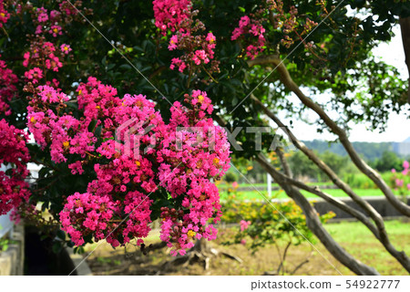 池田市百玫瑰花 池田市百玫瑰花 54922777