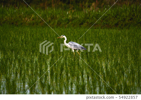 Ao-sashi in paddy field 54922857