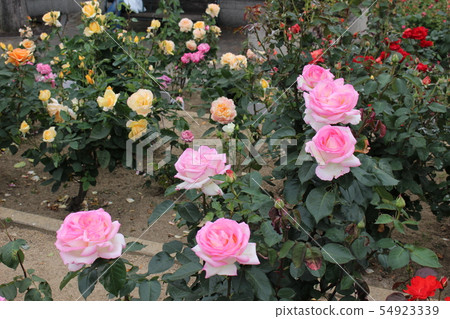 Rose   54923339