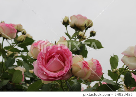 玫瑰 54923485