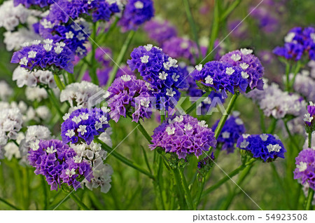 Colorful limonium Colorful limonium 54923508