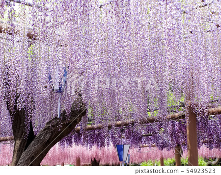 寺廟的紫藤 寺廟的紫藤 54923523