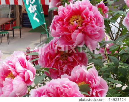 花節牡丹 花節牡丹 54923524