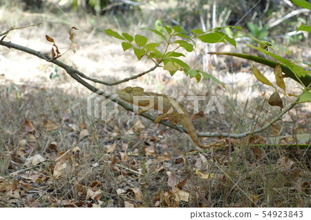 Madagascar wild chameleon Madagascar wild chameleon 54923843