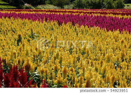 Downcape flower field in forest park Downcape flower field in forest park 54923951