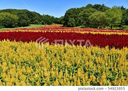 Hilly and feathered cayenne flower fields in forest park Hilly and feathered cayenne flower fields in forest park 54923955