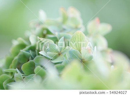 green hydrangea green hydrangea 54924027
