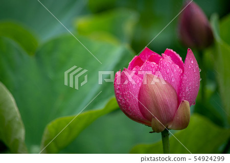 在下雨天蓮花兩千年（2019年6月） 54924299