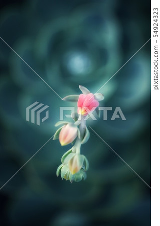 Succulent plant flowers 54924323