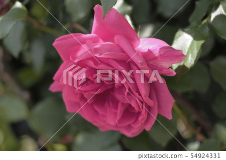 Roses image 54924331
