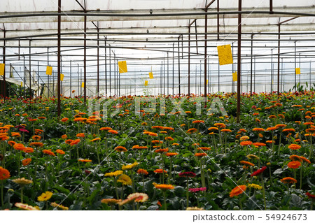 越南大叻種植花非洲菊 54924673