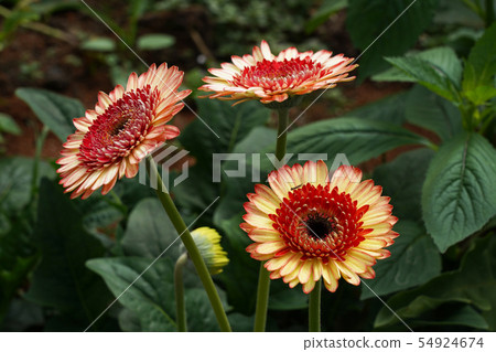 越南大叻種植花非洲菊 54924674