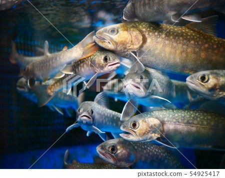 魚缸 54925417