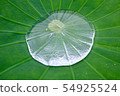 Lotus leaf and puddle 54925524