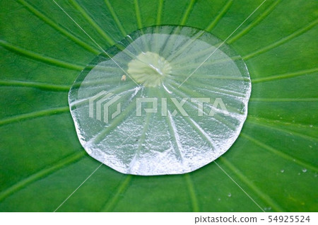 Lotus leaf and puddle 54925524