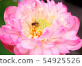 Attracted by the smell of flowers 54925526