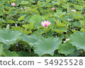 Lotus field 54925528